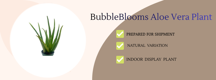bubbleboom alovera plant