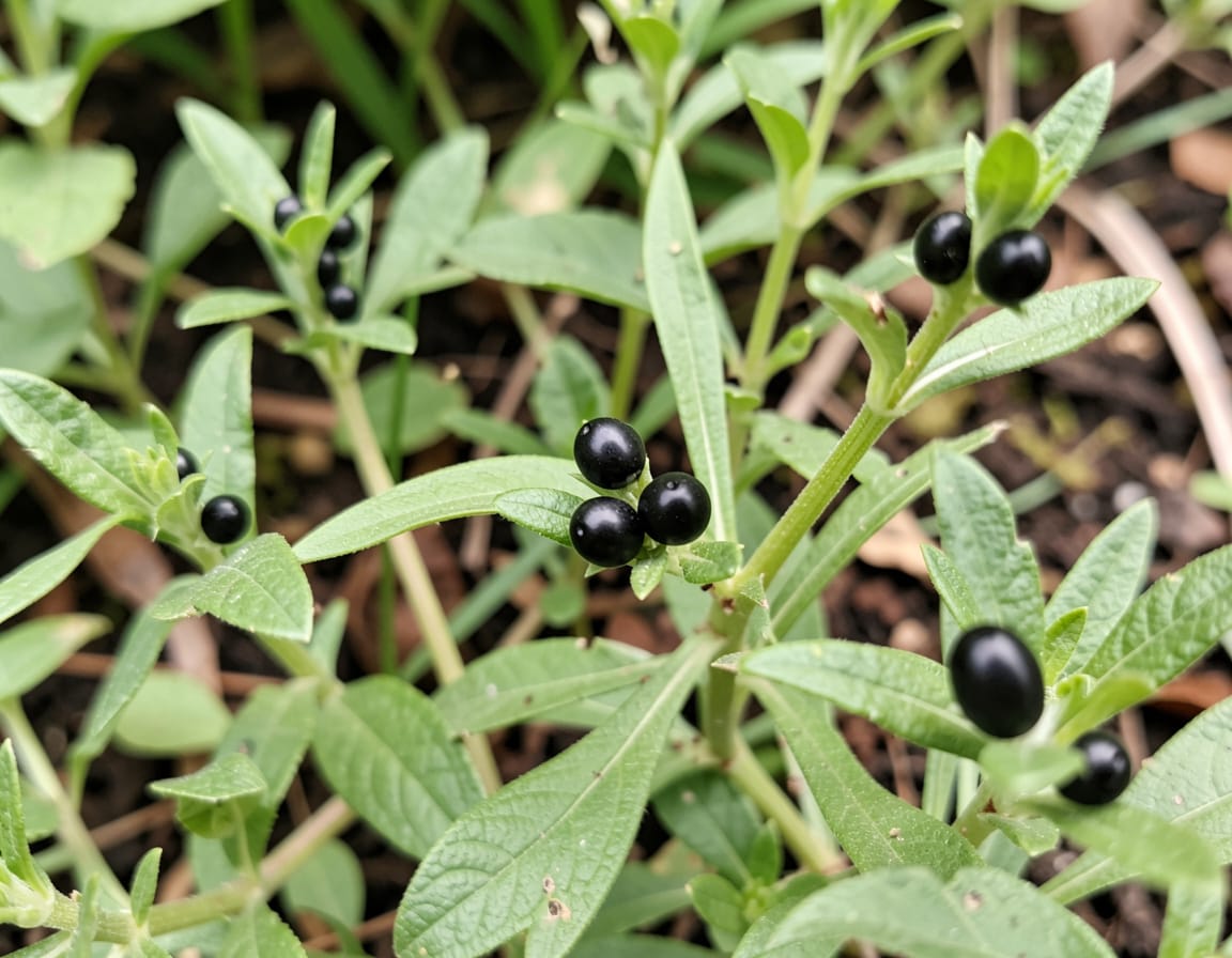 what are the little black eggs on my plants