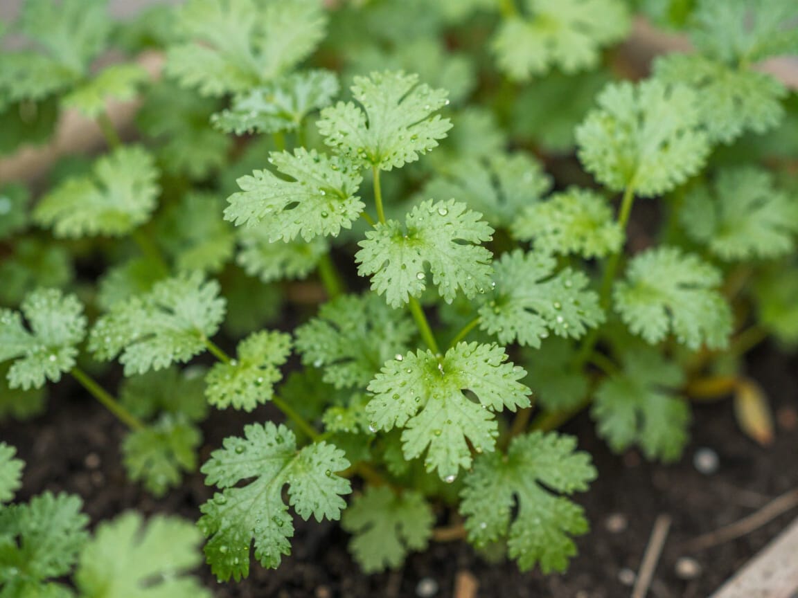 how to grow cilantro indoors year round