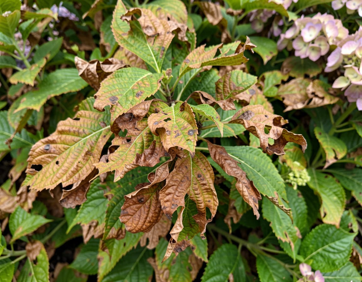 hydrangea leaves turning brown and falling off