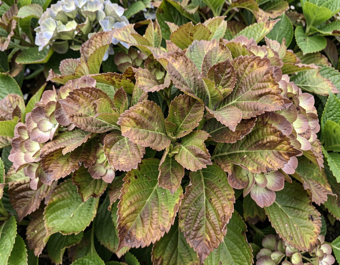 hydrangea leaves turning brown on edges